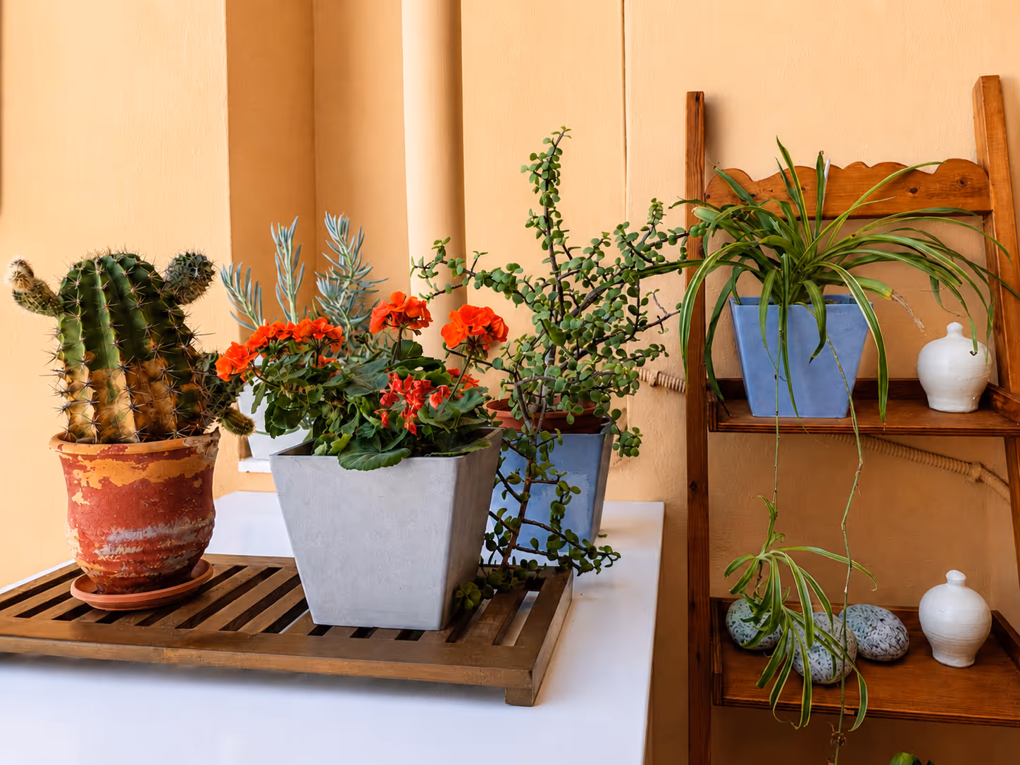 Various potted plants including cactus, geranium, and spider plant on wooden tray and shelf against peach wall.